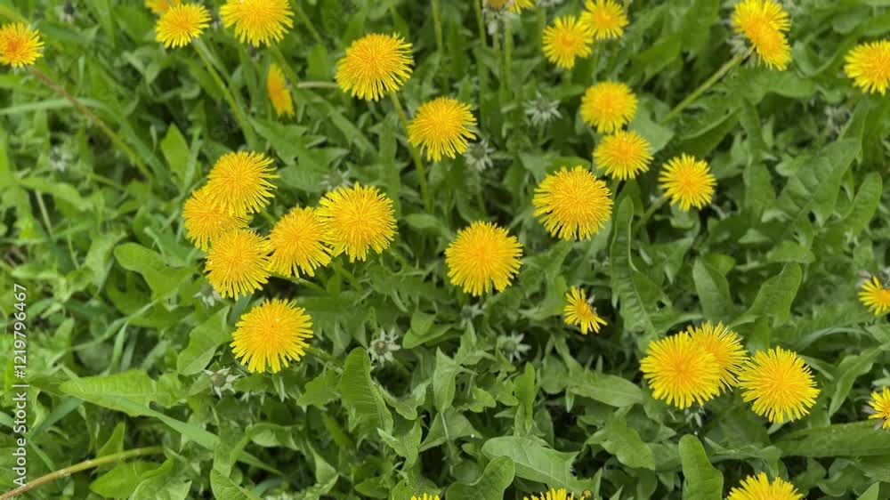 Beautiful yellow dandelions on a green meadow on a sunny spring day. It is snowing in fine flakes. Close-up Beautiful yellow dandelions on a green meadow on a sunny spring day. It is snowing in fine flakes. Close-up