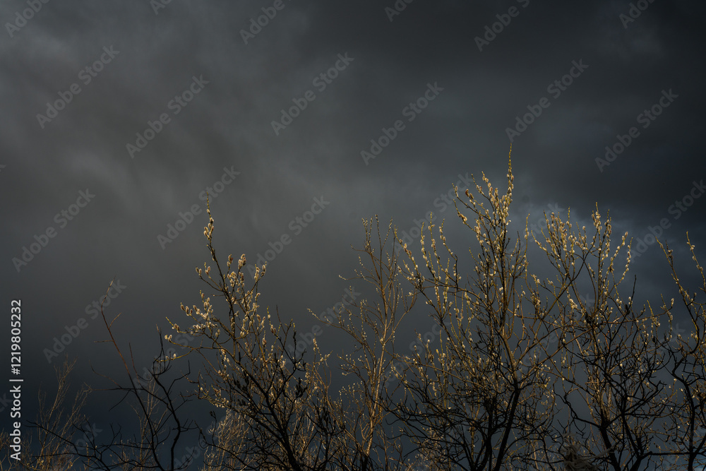 Obraz premium Budding Trees in Front of Stormy Skies in Western Alaska