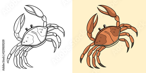 Vector image displaying a crab illustration in two styles: an outline version and a colored version, showing detail and simplicity.