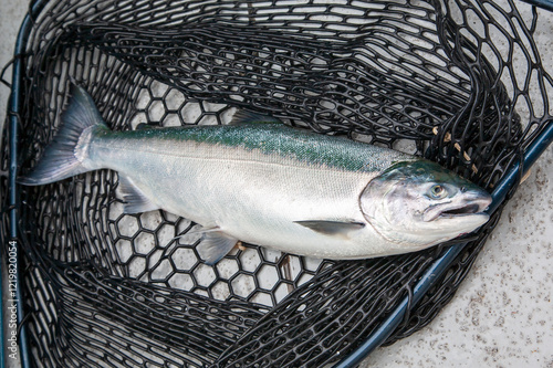 Fresh caught silver salmon in the net on a fishing boat in Alaska photo