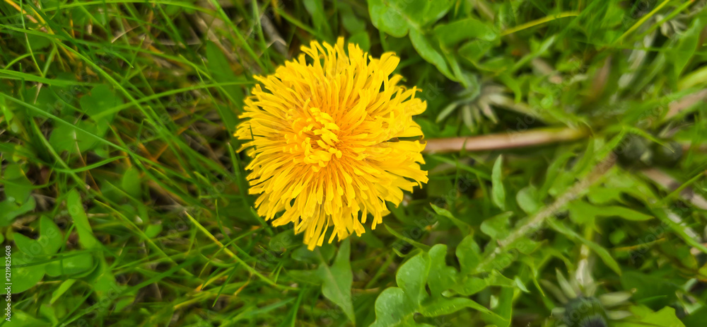 Bright yellow dandelion flowers in a green meadow - Taraxacum Bright yellow dandelion flowers in a green meadow - Taraxacum