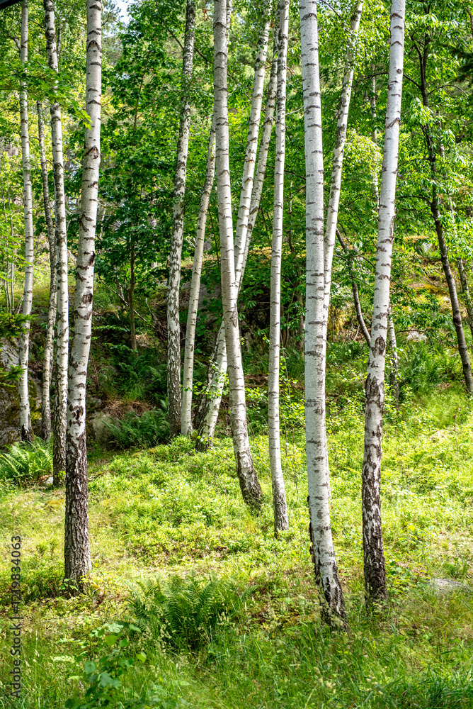 Naklejka premium Betula pendula, commonly known as silver birch, warty birch, European white birch, or East Asian white birch, is a species of tree in the family Betulaceae