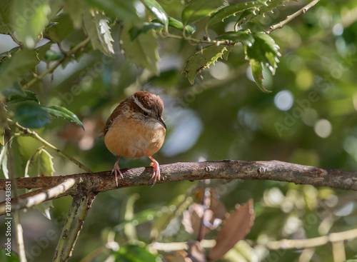 Bird on a branch looking down