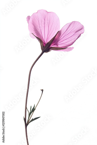Delicate pink flower with translucent petals, isolated on a white background.  A study in natural beauty and elegance.