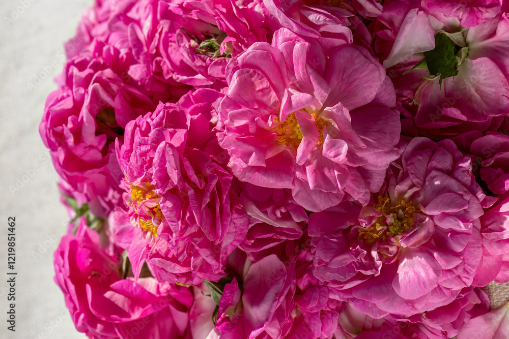 Fototapeta premium Harvesting rose inflorescences for rose water production, close-up. Damask rose. Rosa damascena.