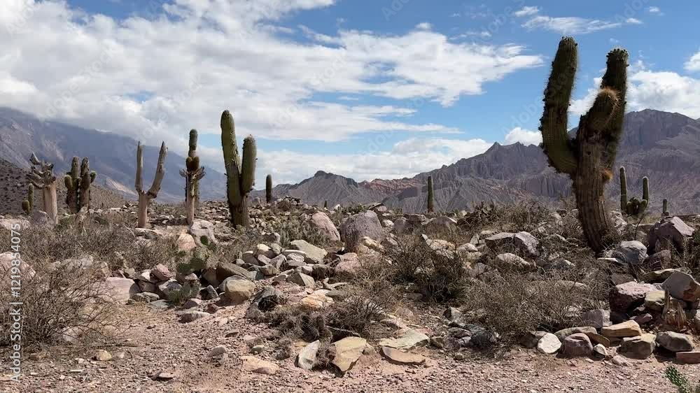 Pucara Tilcara Argentina Cactus Desert 4K Pucara Tilcara Argentina Cactus Desert 4K