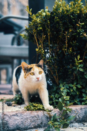 Alert Calico Cat Near Green Bushes