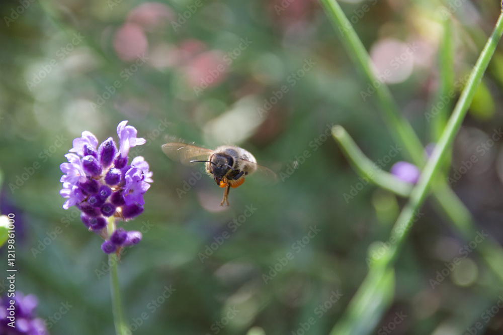 A honeybee hovers near vibrant purple lavender flowers, collecting nectar. The macro shot highlights the delicate wings and intricate floral details in a sunlit meadow. A honeybee hovers near vibrant purple lavender flowers, collecting nectar. The macro shot highlights the delicate wings and intricate floral details in a sunlit meadow.
