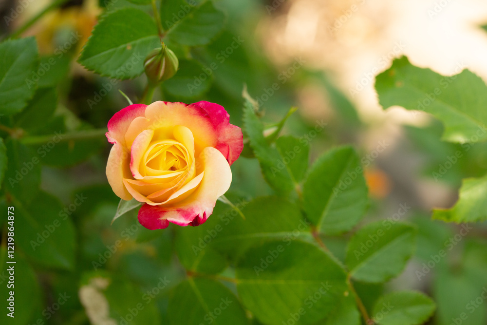 Pink and yellow rose bloom in the summer garden in Minnesota. Pink and yellow rose bloom in the summer garden in Minnesota.