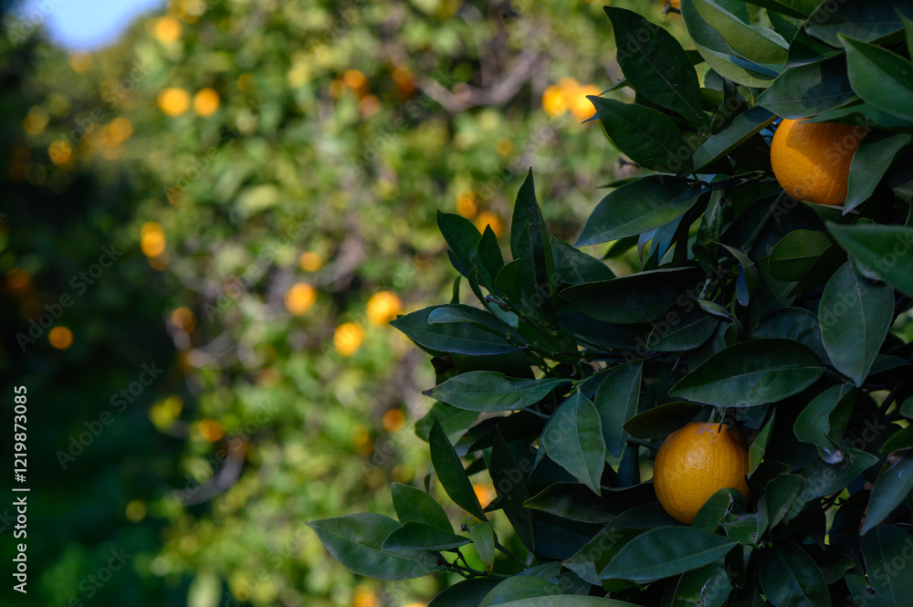 Lush orange grove in the golden sunlight of a late afternoon Lush orange grove in the golden sunlight of a late afternoon
