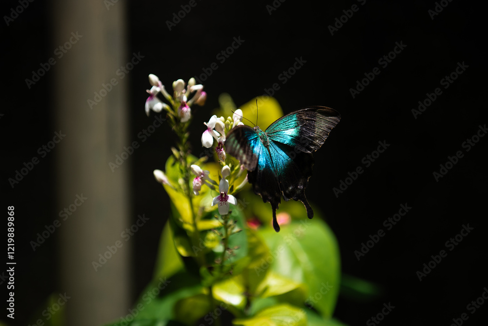 Fototapeta premium Turquoise butterfly Bali