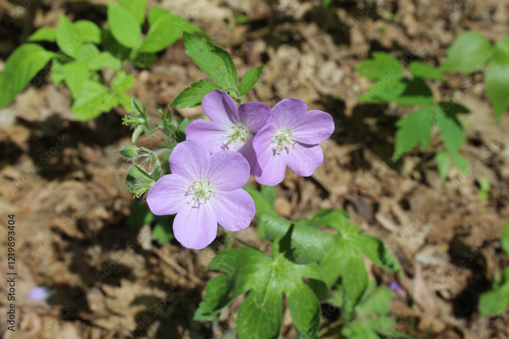 Three wild geranium blooms in bright sun at Miami Woods in Morton Grove, Illinois Three wild geranium blooms in bright sun at Miami Woods in Morton Grove, Illinois