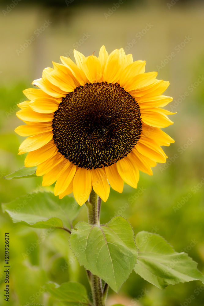 Obraz premium Sunflower close up 