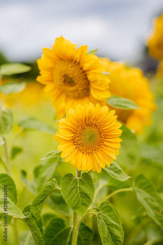 Obraz premium A pair of small sunflowers