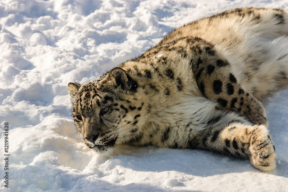Fototapeta premium A snow leopard is laying in the snow