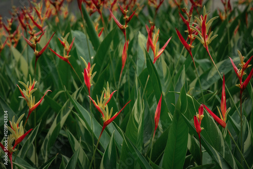 Heliconia flowering plant also known as parrot's beak blooming in the garden photo