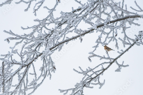 Songbird stands on a tree in winter with snow