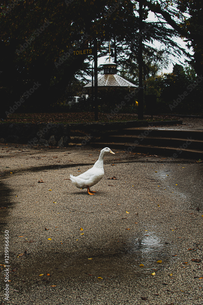 Obraz premium white duck in park