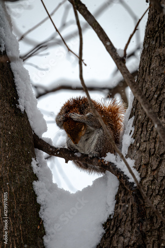 squirrel on tree