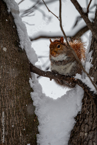squirrel in the snow