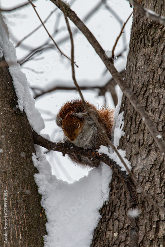 cold wet squirrel in snow 