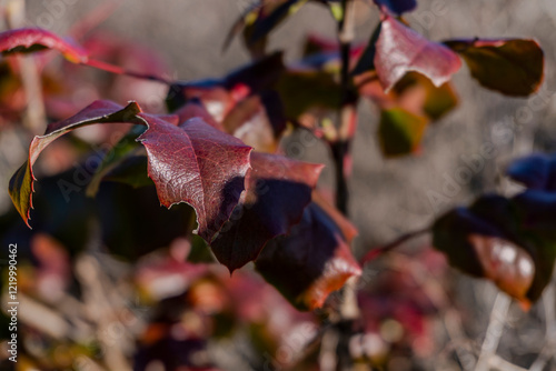 Rusty Thorns