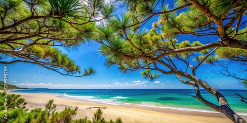 Australian Pine Tree Branches on Beach with Clear Blue Sky and Copy Space for Text - Perfect for Nature and Travel Themes photo