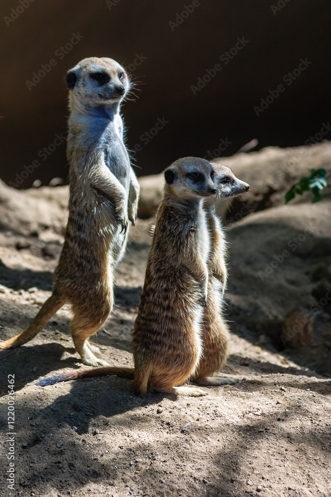 Fototapeta premium Two baby gazelles standing on a sandy hillside