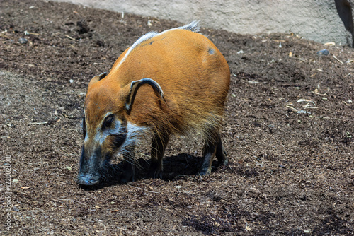 A pig is eating in a dirt field photo