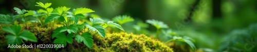 Nettle plant with delicate leaves and slender stems amidst ferns and moss, understory, stems