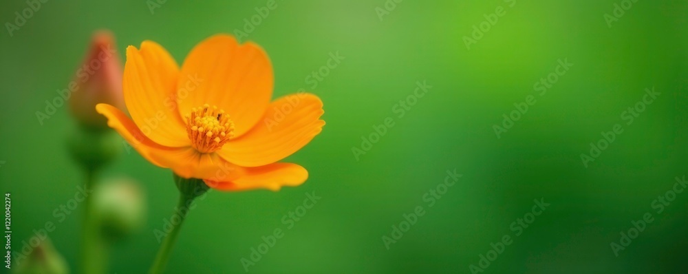 Orange flower in bloom against a soft green background, plant, flowers Orange flower in bloom against a soft green background, plant, flowers