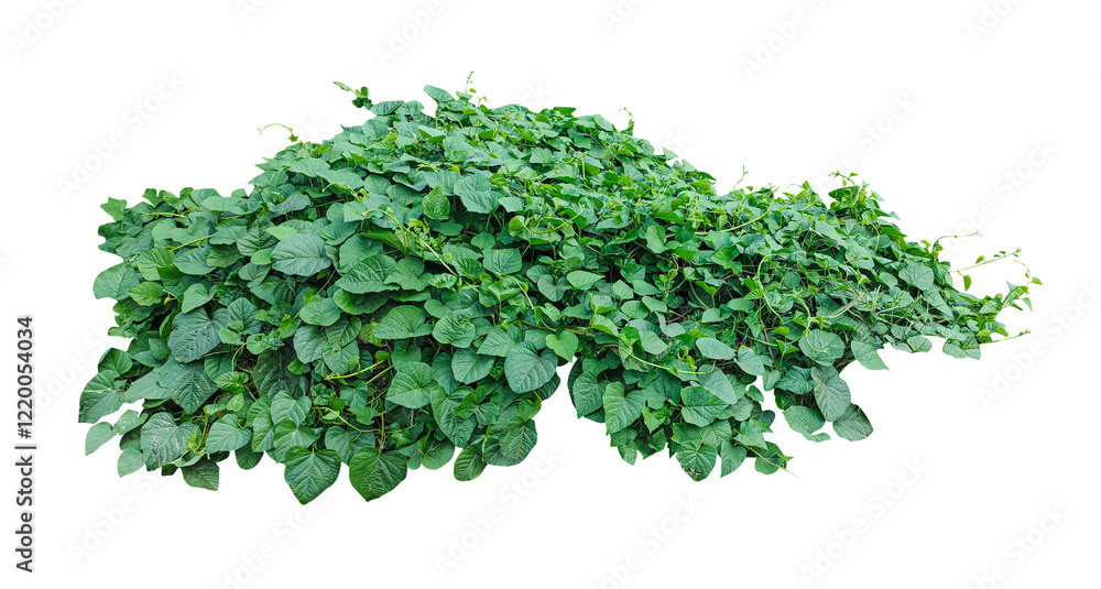 Obraz premium a bush of green plants on a transparent background, Green Vine Plant, green leaves isolated on white background