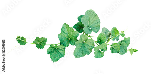 green gourd leaves on a png background, Green Vine with Lush Leaves, a green gourd plant with leaves closeup photography,
