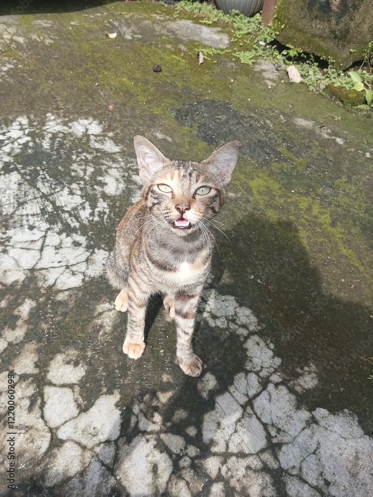 Fototapeta premium cat on the rocks