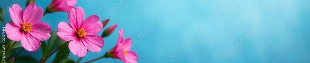 Radiant pink flowers on bright blue background, floral, garden, radiant pink Radiant pink flowers on bright blue background, floral, garden, radiant pink