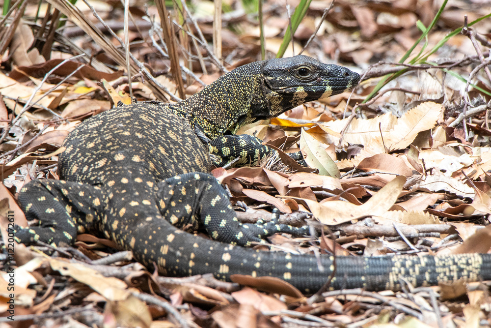 Naklejka premium Monitor Lizard / Goanna