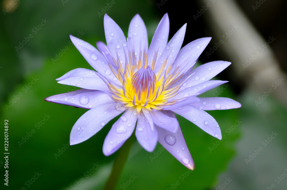 lotus or florescent purple lotus and rain droplet lotus or florescent purple lotus and rain droplet