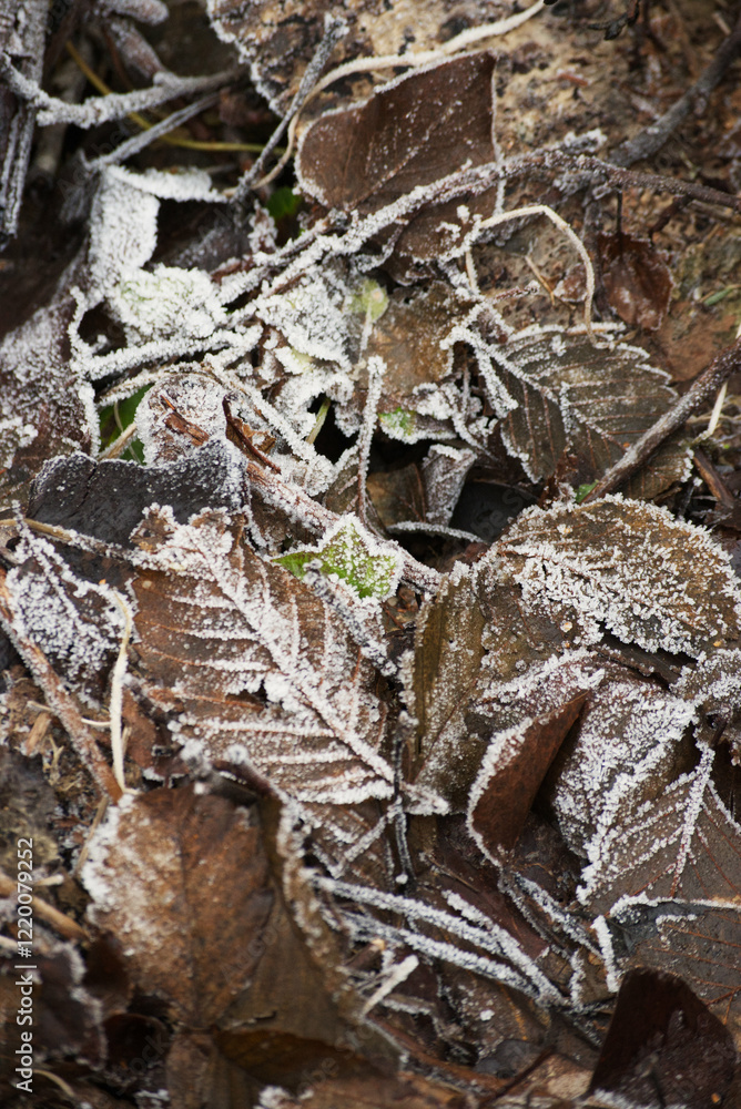 Fototapeta premium Frosty fallen leaves