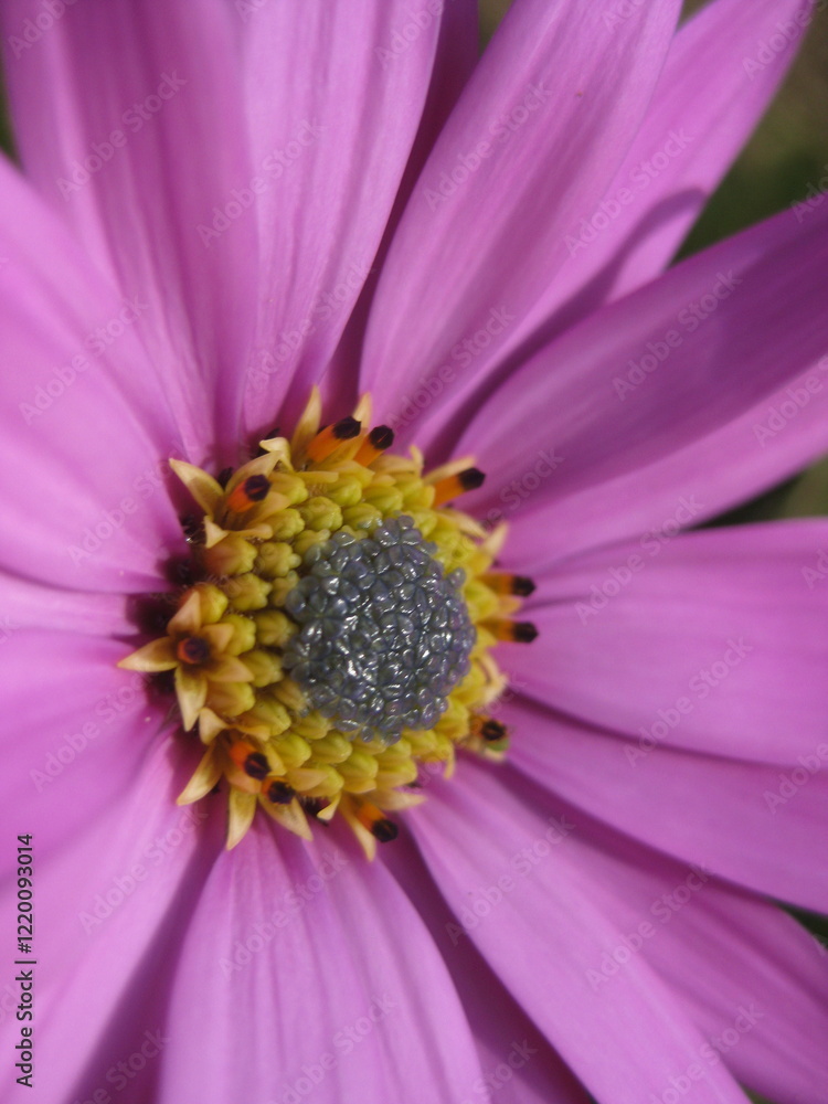 close up of pink flower