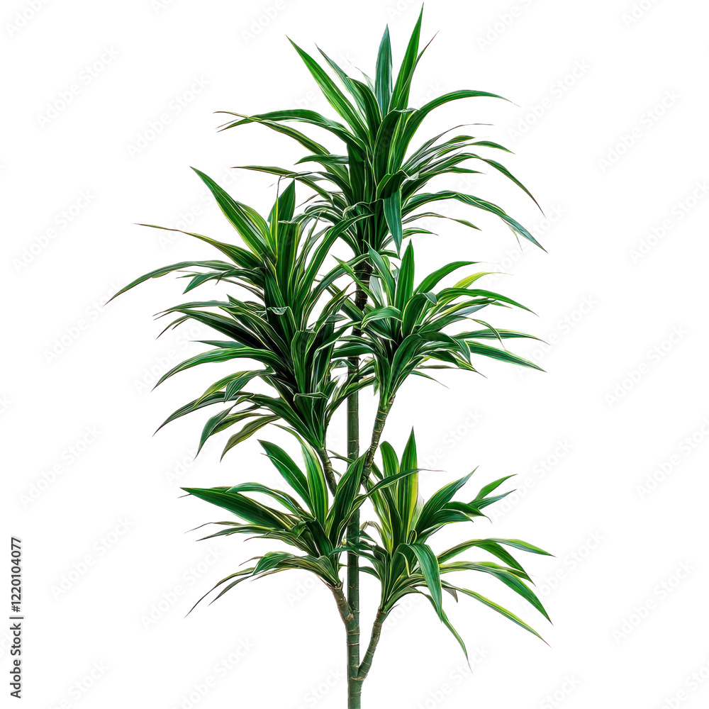 Fototapeta premium A tall Dracaena plant with thin, spiky leaves, isolated on a transparency background