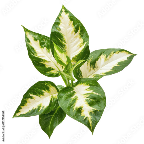 A Dieffenbachia plant with large, variegated leaves, isolated on a transparency background