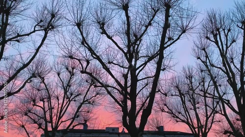 Soft Pastel Sky, Autumn Winter Evening, Sunset, Mature Bare Trees, City Street, Notting Hill, West London, England, UK