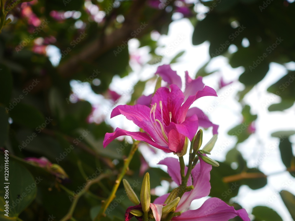 Obraz premium Purple Bauhinia flowers blooming on the tree.