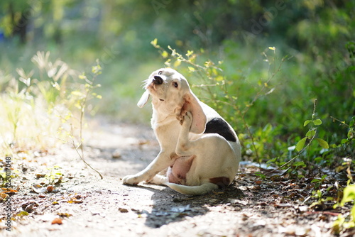 A cute white fur beagle dog is scratching its body  on the ground in the backyard.