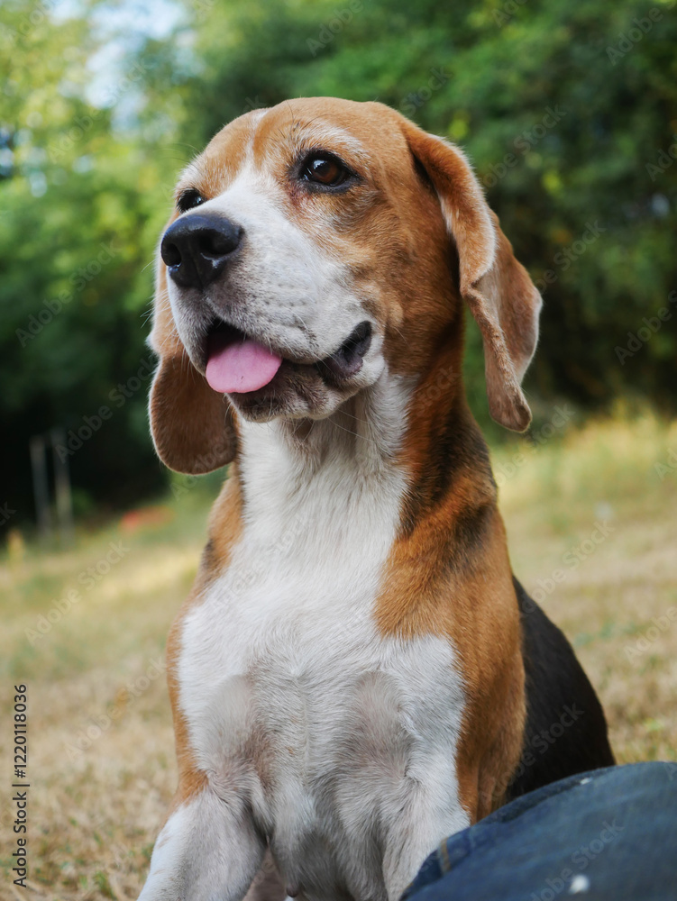A cute beagle dog is sitting on grass field next to its owner. A cute beagle dog is sitting on grass field next to its owner.
