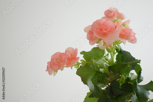 リーガースベゴニア