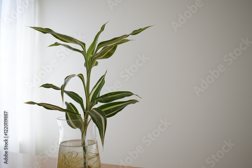 ドラセナ　サンデリアーナ