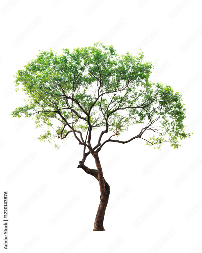 Tree isolated on transparent background, PNG Tree isolated on transparent background, PNG