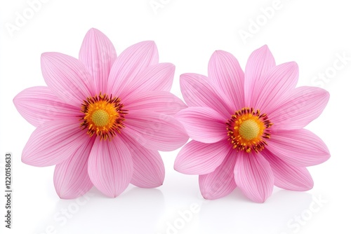 Two vibrant pink lotus flowers gracefully arranged against a clean white background, symbolizing beauty and tranquility
