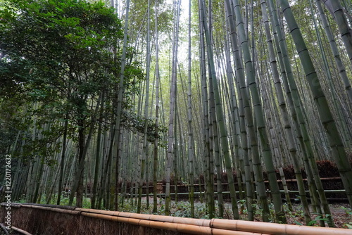 京都嵐山　竹林の小路 photo